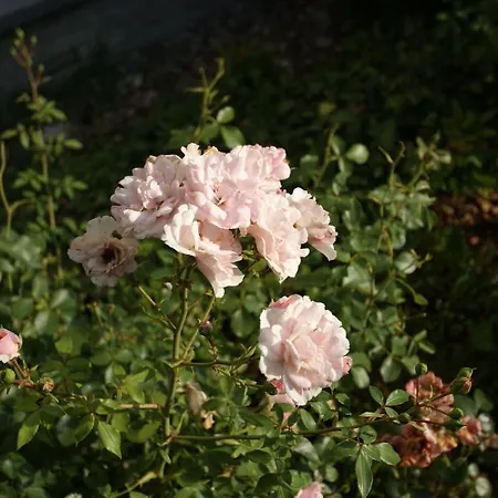 Hotel Margarethenhof